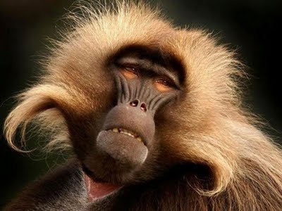 numfode's profile picture. Ahhhhh Num fode!