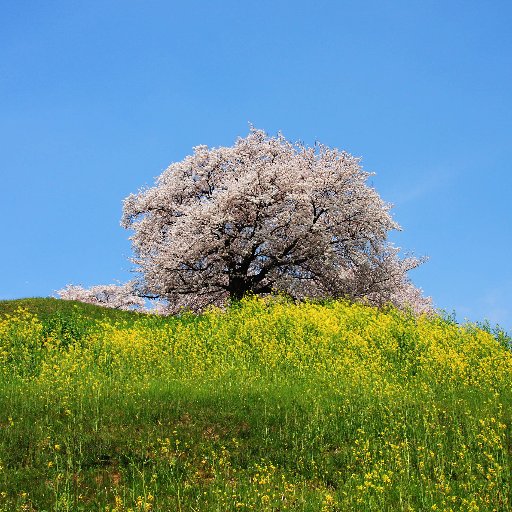 【公園へ行こう！｜埼玉県と周辺の公園ガイド】のアカウントです。 2017/3/10登録。更新情報や埼玉県と周辺の公園に関連した情報を呟きます。ヘッダーは「市民の森」のシマリスです。Facebookページ https://t.co/Fsbi1mwoGQ