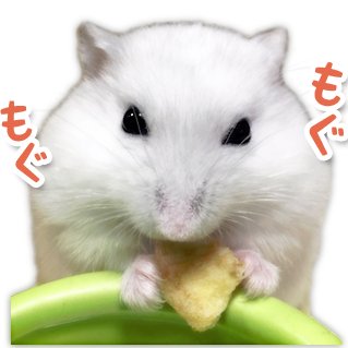 しろたん☆LINEスタンプ販売中さんのプロフィール画像