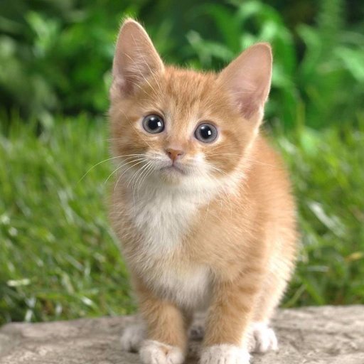 We're you're source for funny and sarcastic kitten facts. If you're looking for the real facts... I dunno. Go to a library.