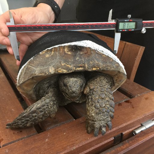 EMCOT TSP works to formulate a global comprehensive tortoise survival program via rehabilitations & captive breeding following AZA, IUCN and IWRC best practices