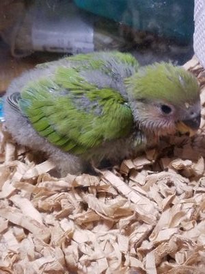 AoiKohukunyan's profile picture. 毎日が楽しくて仕方ない🎵 大4大3大2中3。 ４人衆と毎日激闘中🤣ダブル受験残すは1人😭