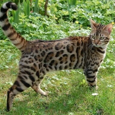 | Sleek , brave and energetic she-cat with beautuful markings like a leopard on her fur |