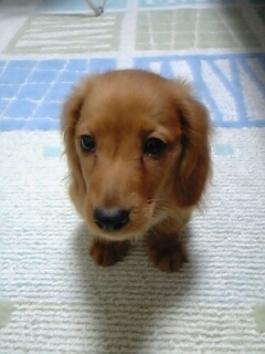 楽しい事、おいしいもの、かわいい犬が大好き。たまに東京に出没します！