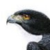 hawkeye_211 (@hawkeye_211) Twitter profile photo hawkeye_211 (@hawkeye_211) Twitter profile photo