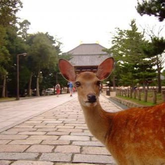 奈良を感じよう