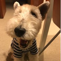 samuraiwirefox (@wirefox_tokyo) 's Twitter Profile
