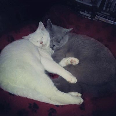We are 2 beautiful British shorthair littermates from Ireland. We love to snuggle, be cute, fuzzy and all that adorable stuff. Follow us if you need a smile :)