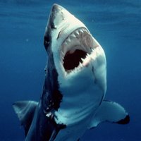 Julie Sussman (@ichosepoorly) 's Twitter Profile