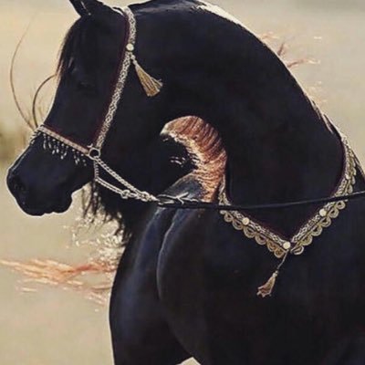 abushaher67's profile picture. 