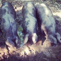 Four Fields Farm(@fourfieldsfarm) 's Twitter Profile Photo