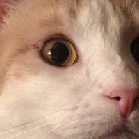 Stormy Okla (@stormyokla) 's Twitter Profile