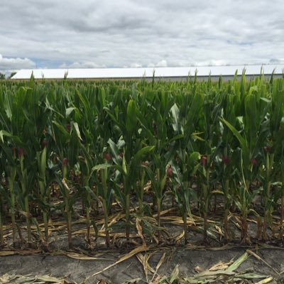 CornRanches's profile picture. Serving Western Canadian beef producers with grazing and silage corn varieties