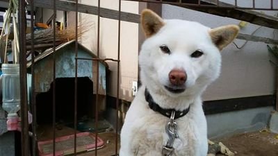 vb5yCrcvxYcG9V9's profile picture. 30年程前から、甲虫類の採集、飼育をしてます‼
もっと前から、消防車が好きです❗