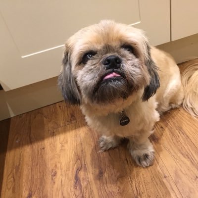 Smartdogstw's profile picture. Smart Dogs Grooming is in central Tunbride Wells and offers a wide range of services to make your pet feel really pampered. Dog walking also available.
