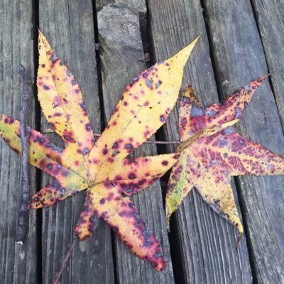 newdaph's profile picture. Mother of boys, observer of life, learner