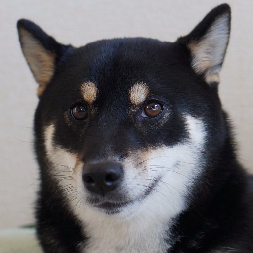 shibainu_oichi Profile Picture