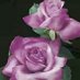 Waseem Ahmed (@naseema93045462) Twitter profile photo Waseem Ahmed (@naseema93045462) Twitter profile photo