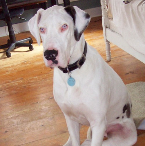 GreatDaneLuke's profile picture. Name's Luke. I'm a cool Great Dane living with the coolest people. They rescued me so now I'm gonna help my amigos that need homes too.