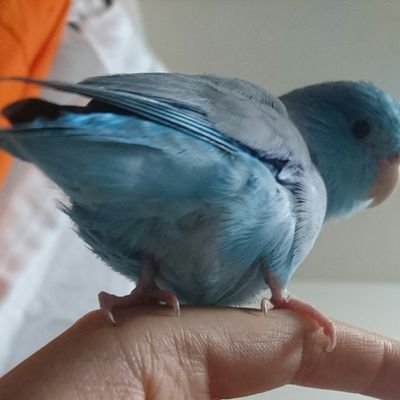 らんまる(瑠璃)のプロフィール写真