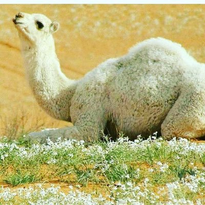 64RwSUbBMWzQdmR's profile picture. استغفر الله