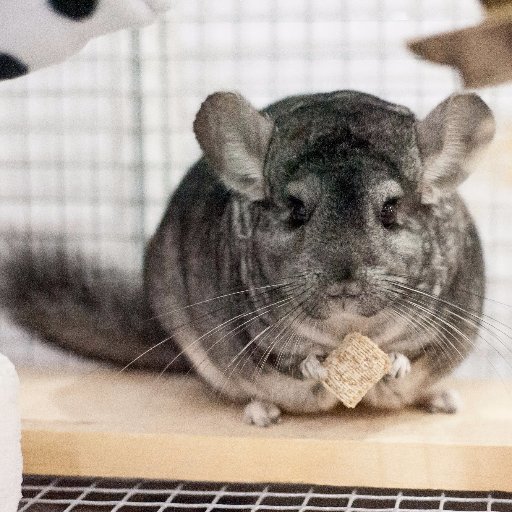The Chinchilla Education Service UK