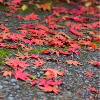 紅葉の錦@またいつか (@momiji_ms) Twitter profile photo