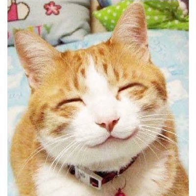 Coalition_gov's profile picture. some bloke tweeting stuff