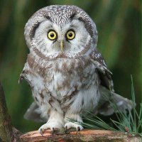 اکثراً کیوان هستم (@keyvank2017) 's Twitter Profile