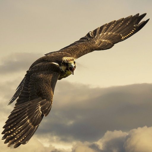 gamal1484's profile picture. 