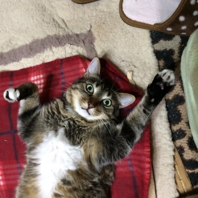 kiki2683's profile picture. ただの猫好きです。