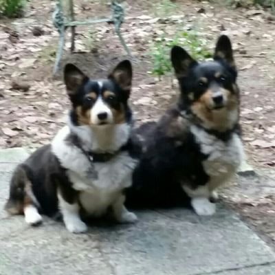 AlexDir_Events's profile picture. Event Planner. Corgi Mom. Gypsy Vanner Horse lover. Travel Bug. Born in the Holy City,  resides in the Oldest City. Costa Rica lover.  Beach lover. Fisher girl.