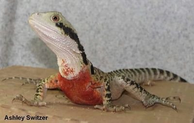 Reptile Hobbyist, reptile breeder, occasional reptile importer.