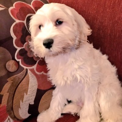 OliverBougieC's profile picture. Bougie Cavachon who loves to frolic