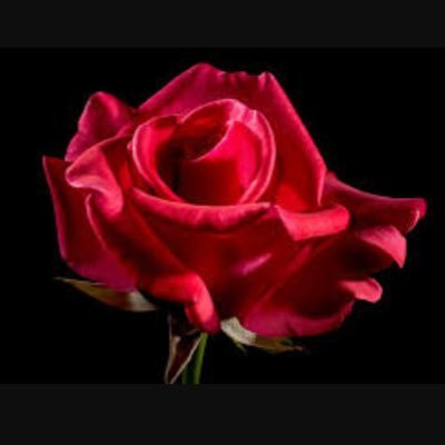 Rosie_stories's profile picture. Cry babies where are you??? 💧❤️