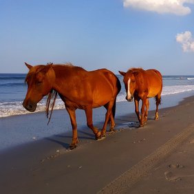 Paseo Del Mar OBX is the premier art and photography experience in the Outer Banks. Explore a world of wonder through the passage of the ocean and beyond.