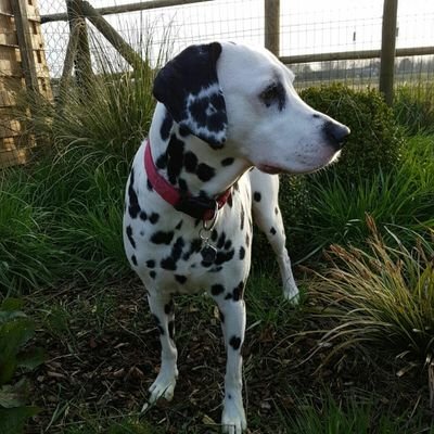 charnoppe's profile picture. #ceohotelmama #boymom #teamnoppe
#hr #projectmanagement #cnpconsulting