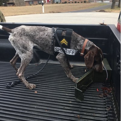 I'm a German Shorthaired Pointer (GSP) that is trained to smell the odor of illegal drugs. #LivePD Follow me on Instagram @k9_dexter67