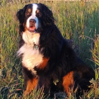 A much-loved Bernese Mountain Dog that spread joy and love of life wherever she went. Missed but never forgotten.                       6/9/2006 - 18/4/2018