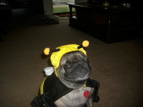 pearljoplin's profile picture. 