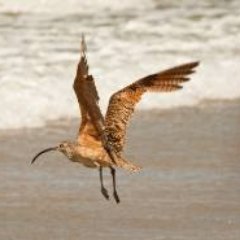 https://t.co/9qc4vcsTMO The Curlew Trust is an Irish charity established in 1978 in order to protect Ireland’s wildlife and their habitats.