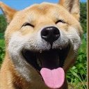 おもしろ動物シリーズ (@11Family2dogs1) Twitter