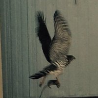 Walt Spotswood (@waltspotswood) 's Twitter Profile