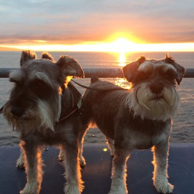 Two fur friends enjoying life by the coast