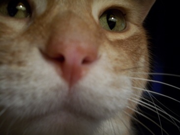 baillie71's profile picture. Avid reader, animal lover and mom to 2 cats