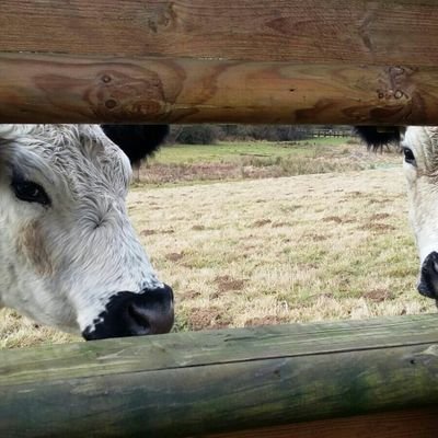 chesworthfarm's profile picture. 