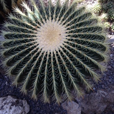 mathgeekSuzanne's profile picture. 