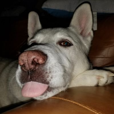 crazyfacedog's profile picture. I'm a white dog