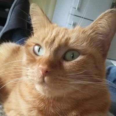 L_o_L_ii's profile picture. 