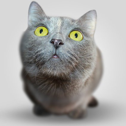 CatsIndoors Profile Picture